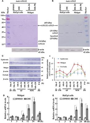 The Steroid Hormone 20-Hydroxyecdysone Regulates the Conjugation of Autophagy-Related Proteins 12 and 5 in a Concentration and Time-Dependent Manner to Promote Insect Midgut Programmed Cell Death